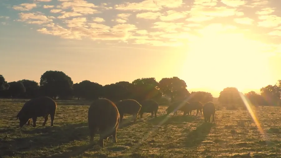 Escenas de spot corporativo y publicitario sobre el jamón